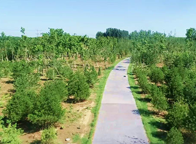 雄安新區(qū)2018年秋季植樹造林開工 規(guī)劃林地面積6.3萬(wàn)畝