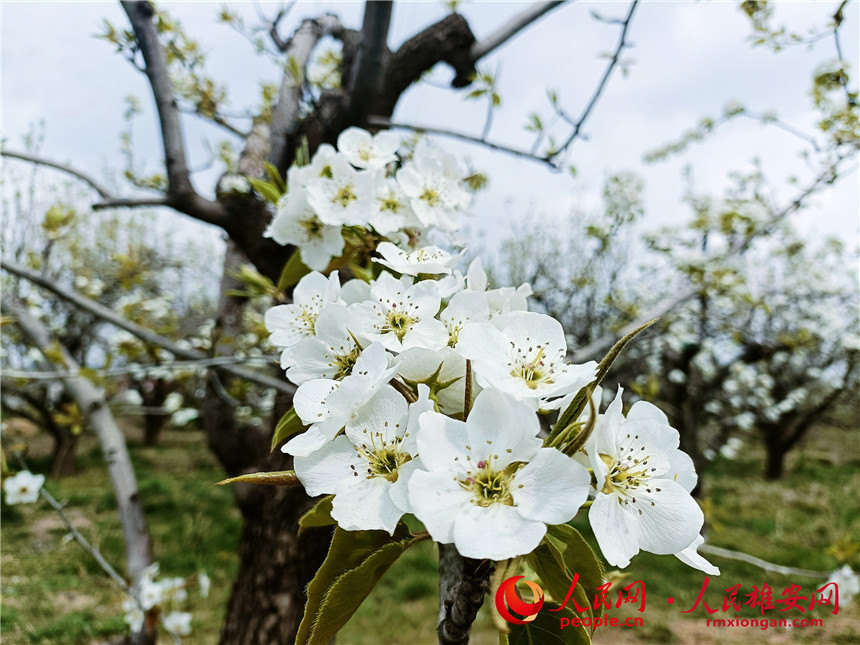 枳滨ʢPz