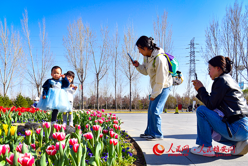 雄安悅容公園郁金香盛放，吸引了眾多游客前來踏青賞花。人民網?宋燁文攝