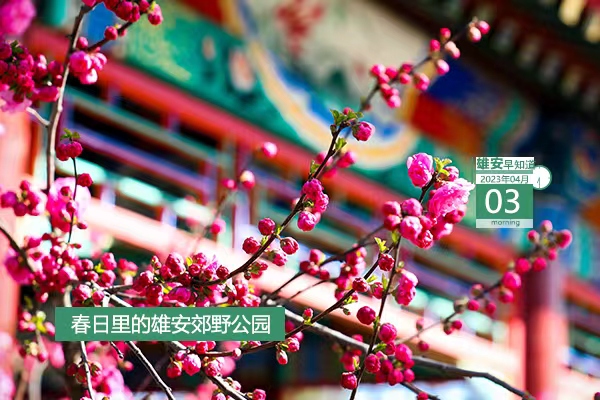                         ●雄安：大規模形態開發正向功能開發、平臺開發推進。●雄才卡線上申領工作常態化，每月1日-10日可申報。●青年人才驛站、青年人才公寓入住申請工作啟動。●雄安昝崗組團有23個地點正式命名。●雄安招人，從事水利泵站建設、運營相關工作。            