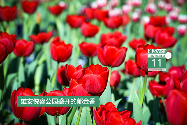             ●“一機通辦、隨時可辦、隨處能辦”，雄安將打造15分鐘政務服務圈。●雄安“新”事兒第1期，童言童聲話雄安。●提升農村人居環境，雄安出臺行動計劃。●請注意，雄安兩縣今起停水。???            
