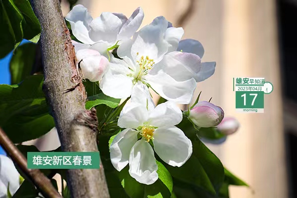             ●科技部這一創新項目在雄安正式啟動。●雄安一人兩單位擬獲國家級榮譽。●雄安白洋淀景區已正式運營，購票須知→●連接京雄兩地企業，海·雄企業家會客廳揭牌。            