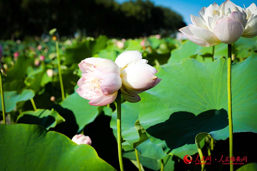 白洋淀中盛開的并蒂蓮。人民網 楊華龍攝