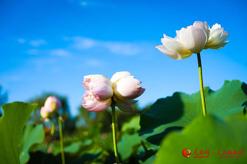 白洋淀中盛開的并蒂蓮。人民網 楊華龍攝