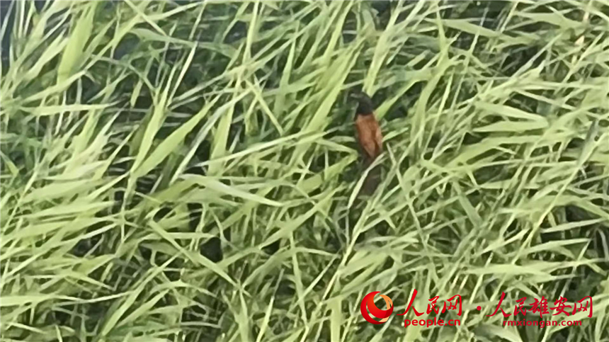 白洋淀野生鳥(niǎo)類(lèi)記錄＋4 已增至258種