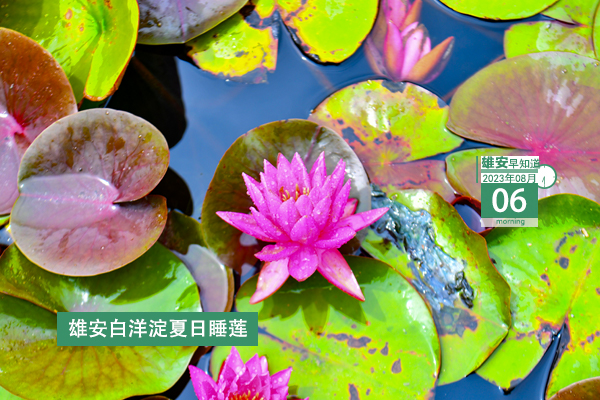                         ●張國華：堅決打好打贏防汛這場硬仗，確保雄安新區安全平穩度汛。●雄安發布提醒告誡書！事關規范防汛期間市場價格行為。●雄安啟動區重點項目封頂+1。●轉擴！雄安安新縣發布關于公安辦事大廳搬遷的通告。 