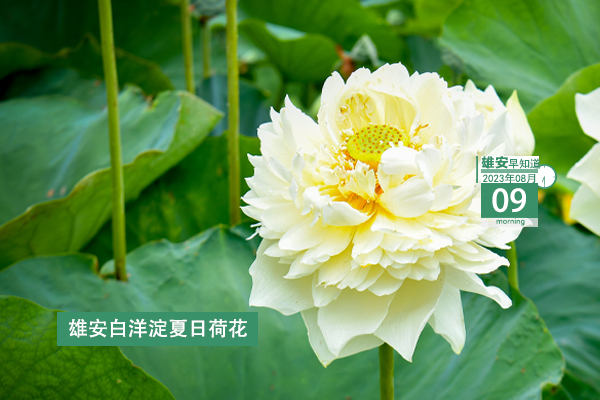                         ●張國華：以更高標準、更嚴要求、更實舉措抓好防汛救災各項工作，穩步有序推進復工復產。●好消息！雄安一工程上榜國家級優秀名單。●雄安中交未來科創城又最新進展來了。●本周四雄安容西將舉辦大型招聘會，260余個崗位等你來。 