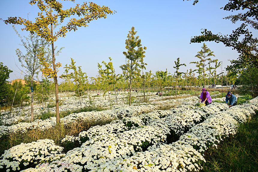 雄安郊野公園發展林下經濟，這里的北京白菊已進入收獲季節。胡忠攝
