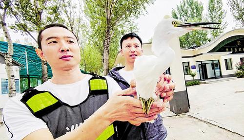 9月15日，雄安新區(qū)安新縣自然資源局鳥類救助站工作人員檢查受傷白鷺的傷情。本報(bào)記者 劉光昱攝
