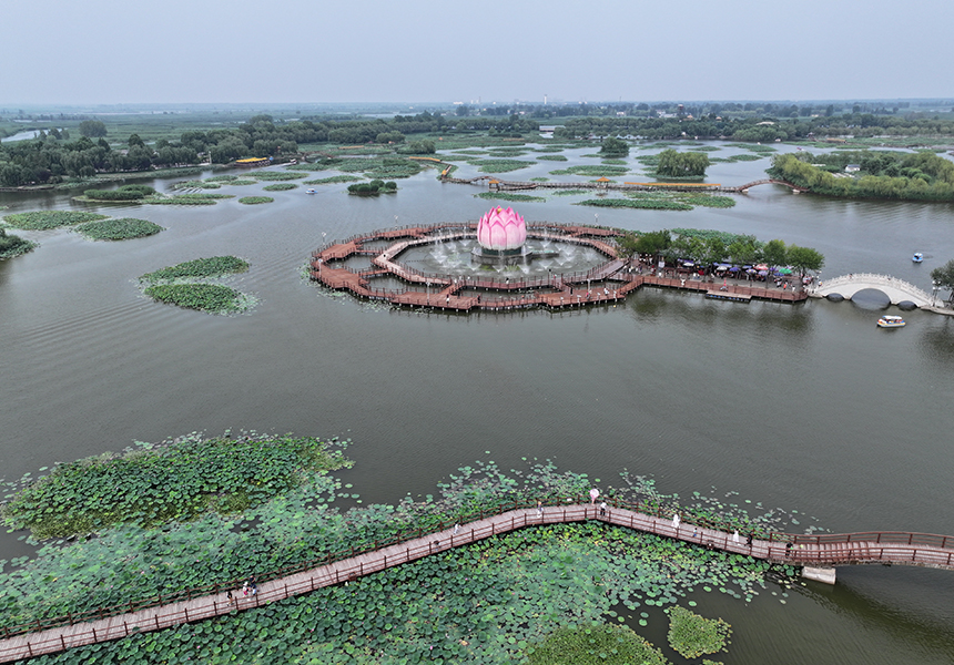 2024年7月9日，雄安新區白洋淀荷花大觀園景色（無人機照片）。牟宇攝