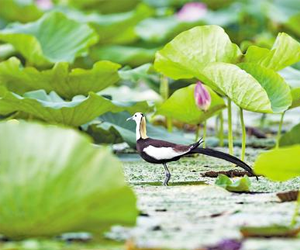 鳥兒歸來，聽一曲“藍(lán)綠”交響